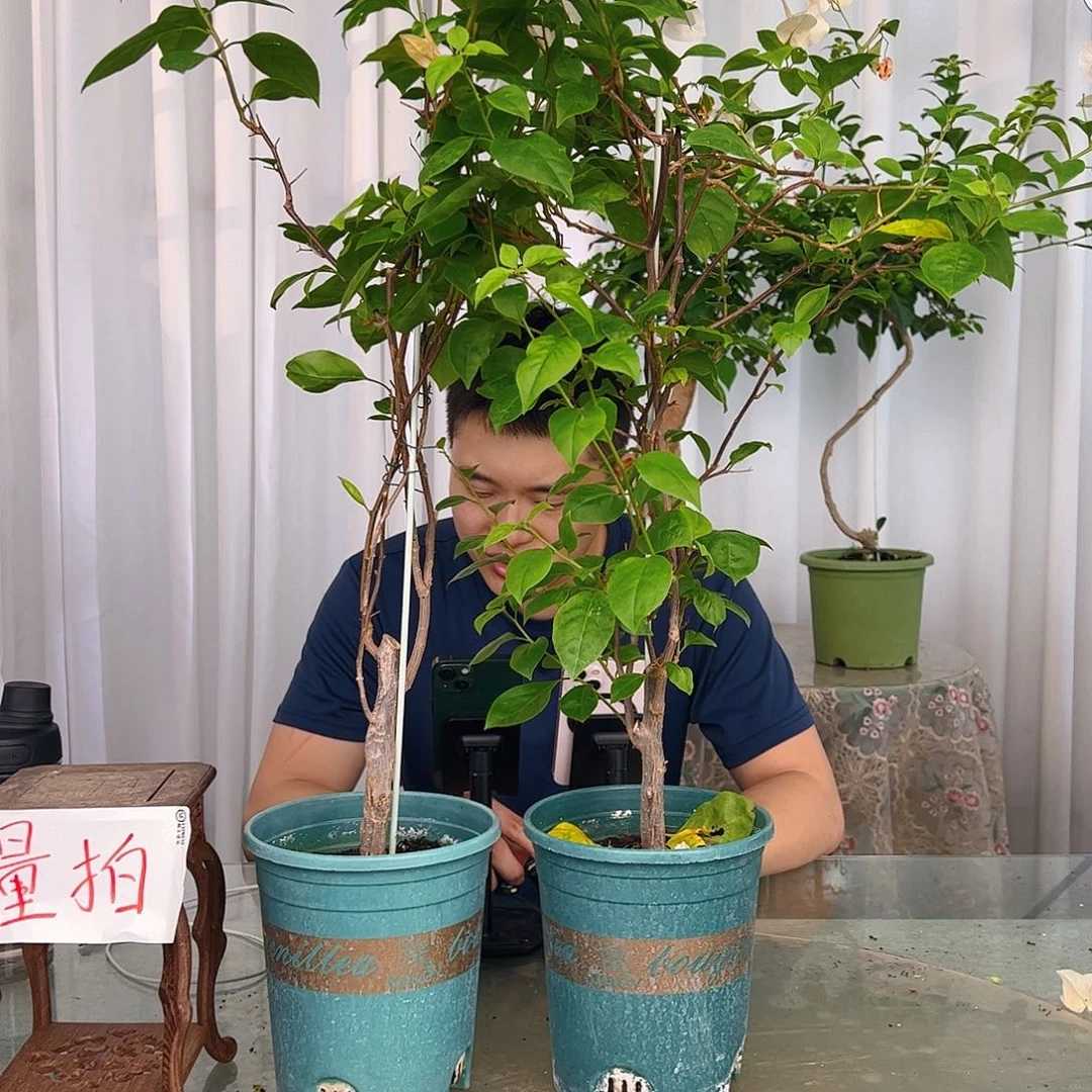 当前无花栽培后可以开花苏瓦那带竹一颗