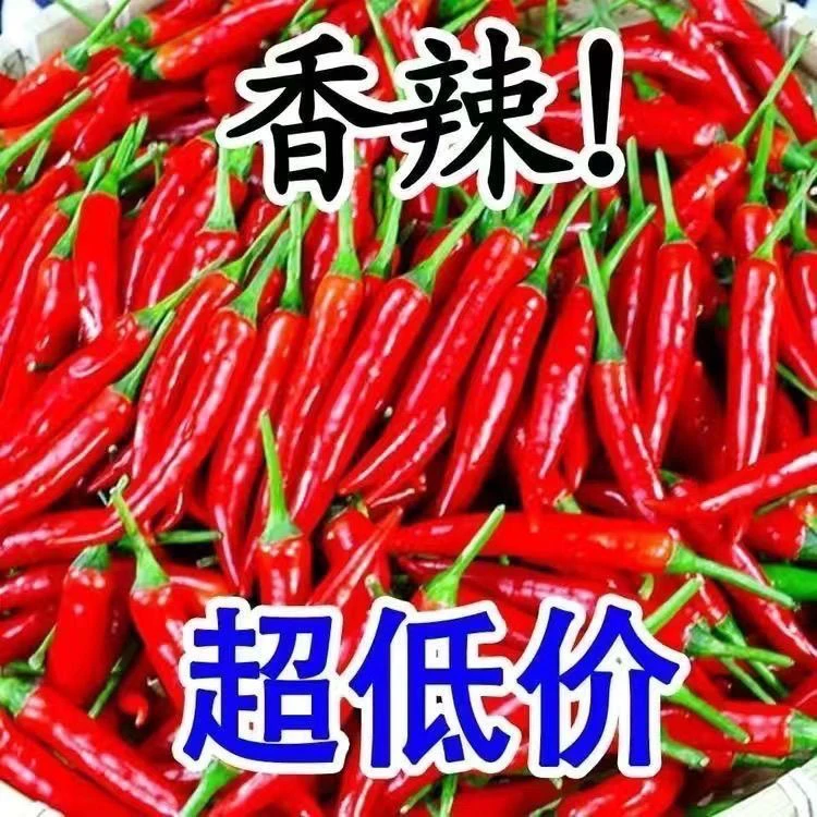 现摘辣椒新鲜小米辣特级鲜椒小米辣新鲜优质香辣椒特辣辣椒批发