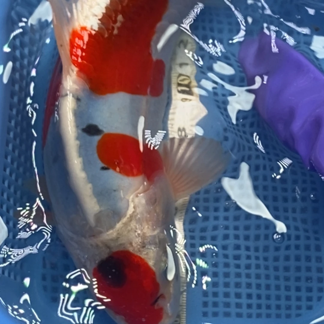 锦鲤冷水锦鲤包邮