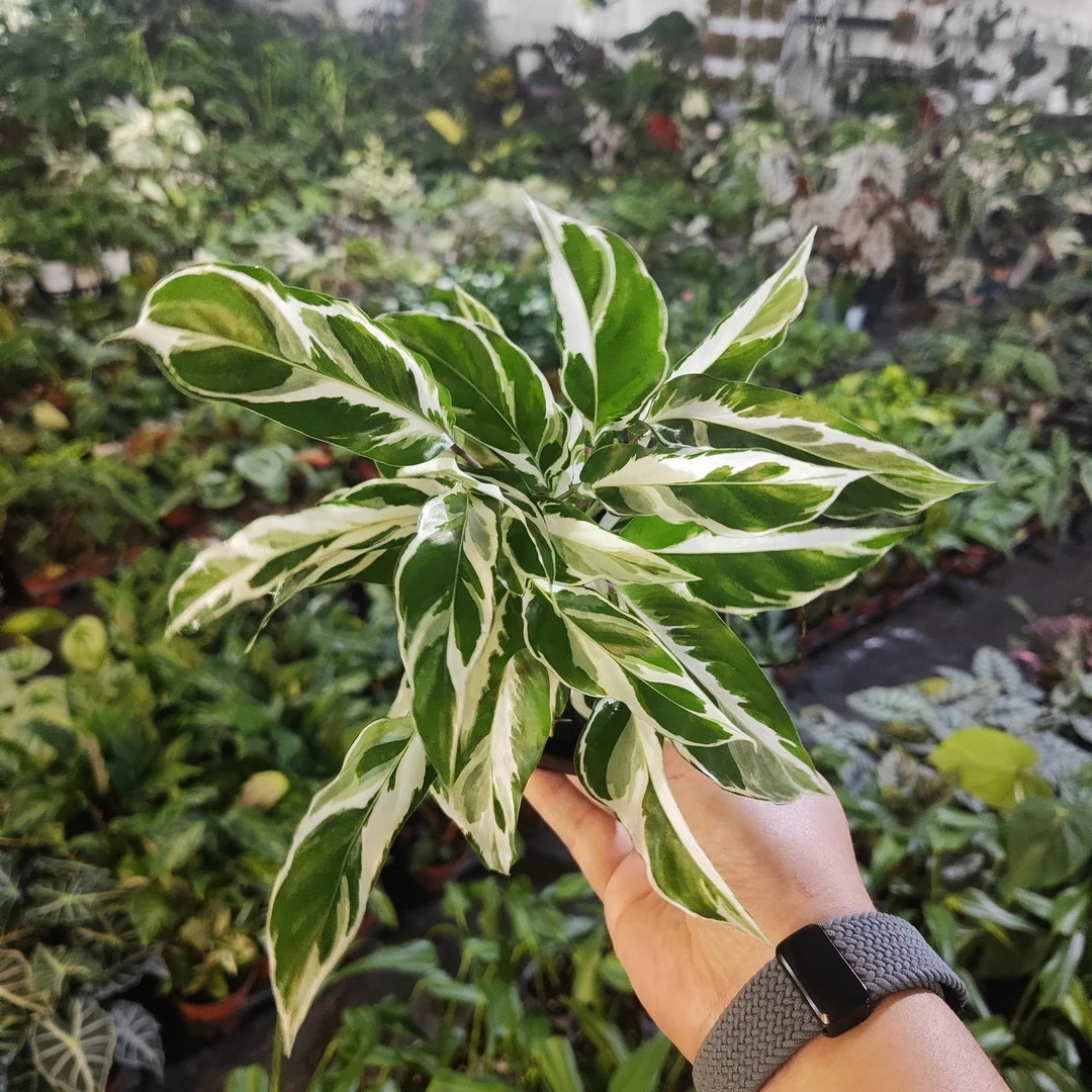 白油画竹芋盆栽北欧风室内绿植好养观叶植物客厅阳台装饰