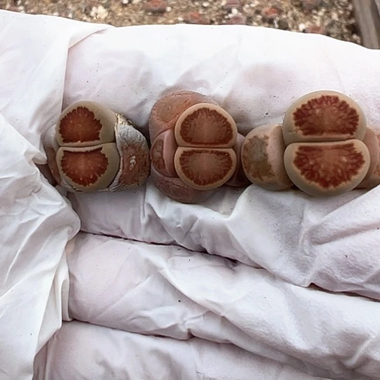 2692.红窗菊3颗福利