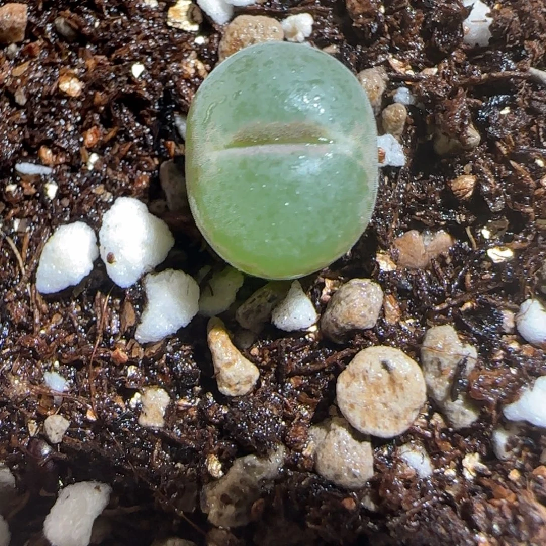 肉锥多肉植物组合-安格1015