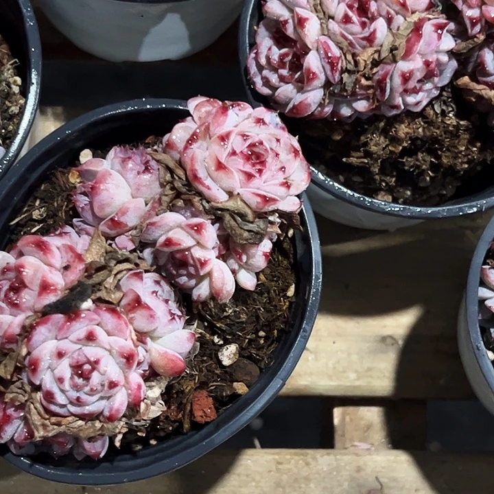 糖心            天鹅绒