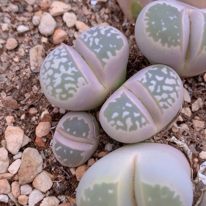 1585865899995699696866