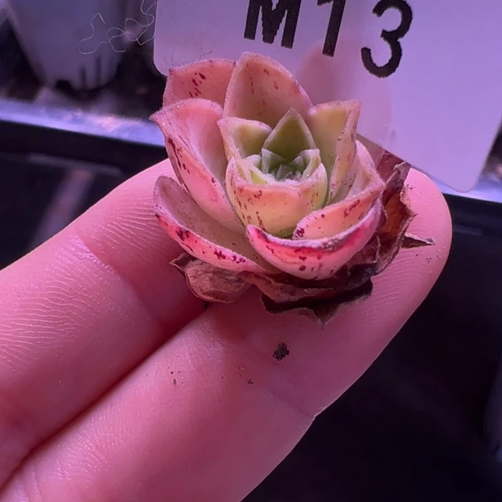 苗苗山地玫瑰一个芽13