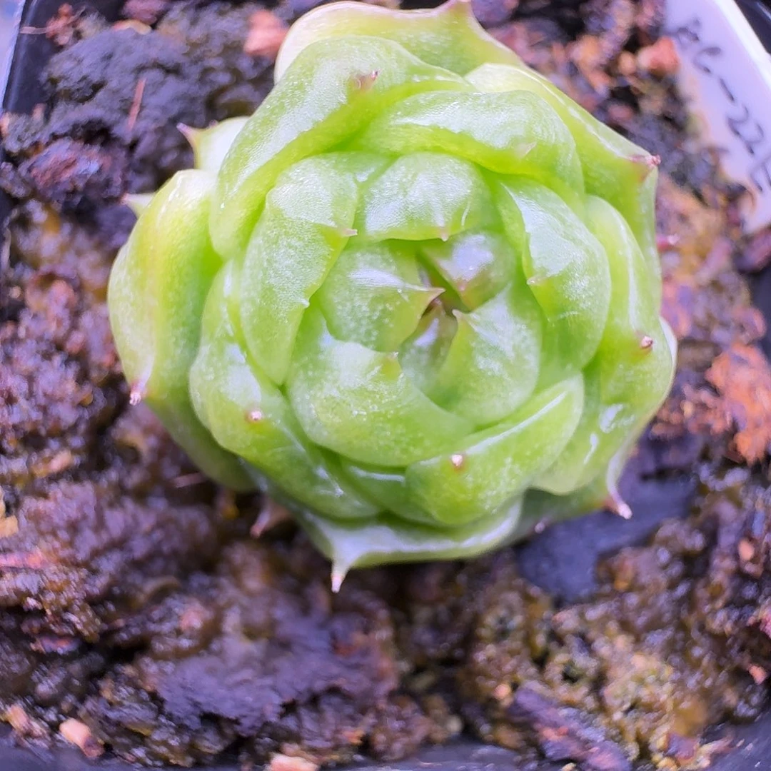 麦秆珍妮 三头 福利