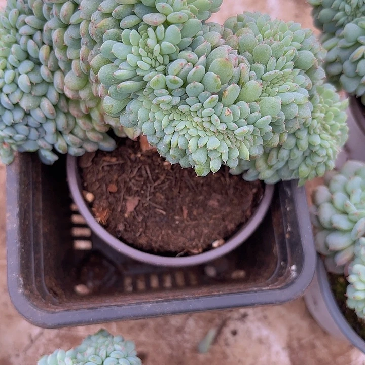 无砍白胖子缀化111