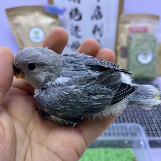 牡丹鹦鹉-学吃精品长羽墨闪公Z0194
