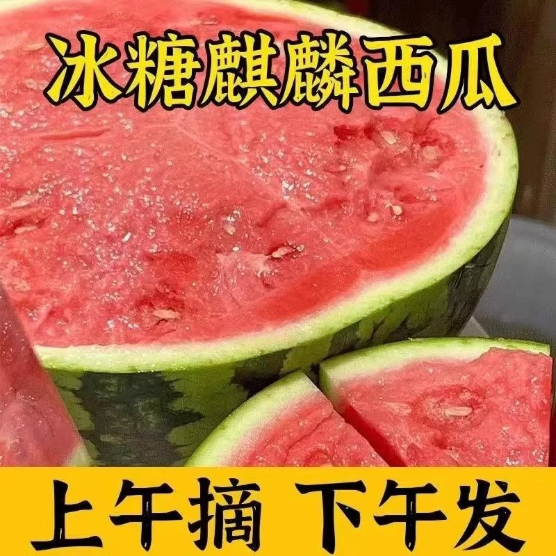当季新鲜水果8424麒麟头茬薄皮西瓜现摘现发脆甜无籽西瓜包甜包熟