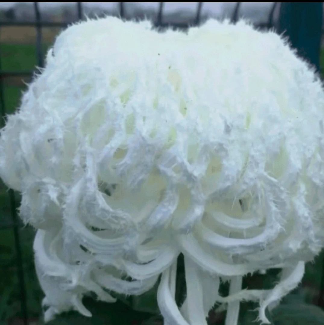 九月大菊《琼岛三友》菊花大苗 花瓣有倒刺 开花漂亮…