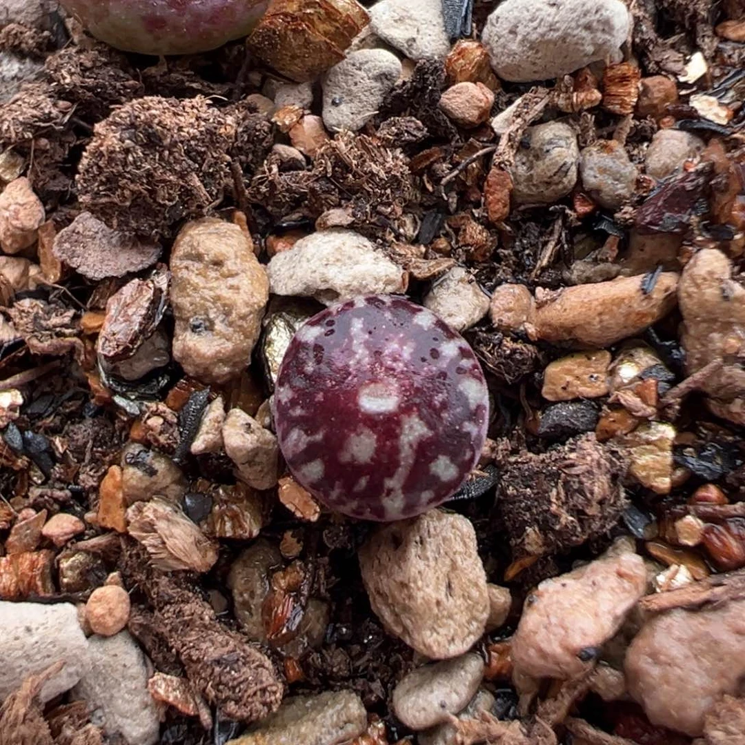 黑洞甜甜圈后代 多肉植物