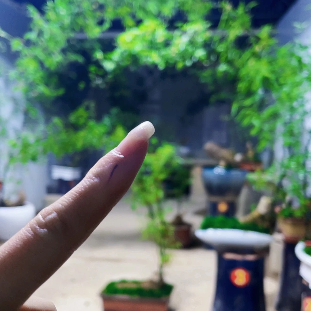 富***求小叶簕竹熟桩陶瓷盆一物一拍