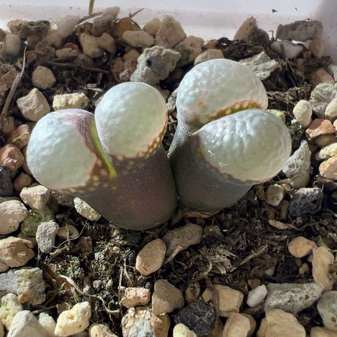 B23母本  厚白窗 好看。 07