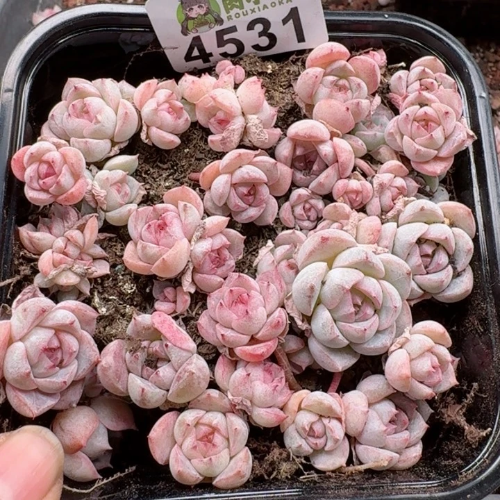 多肉植物多肉植物