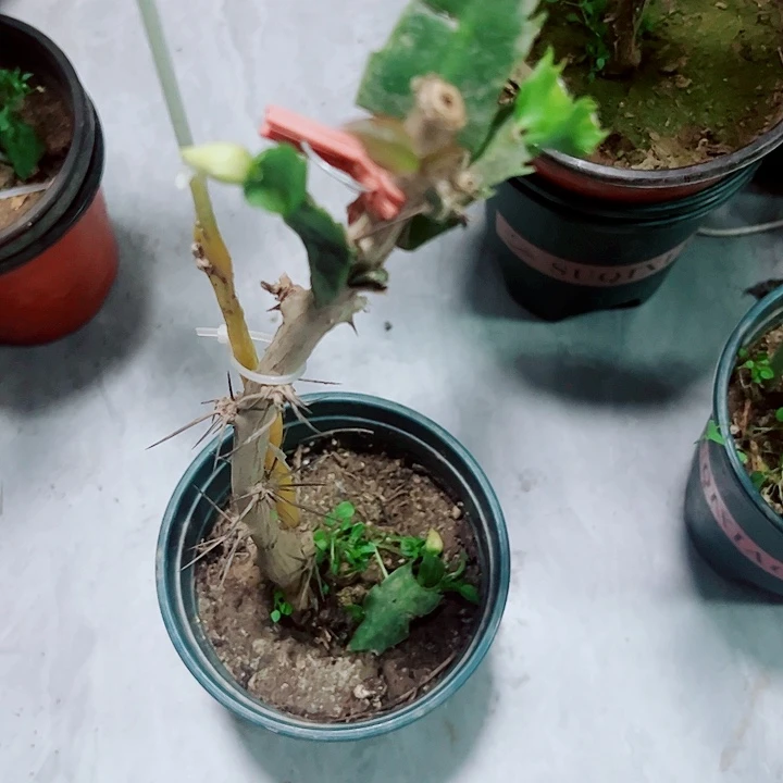 用****5叶仙嫁接重瓣蟹爪兰