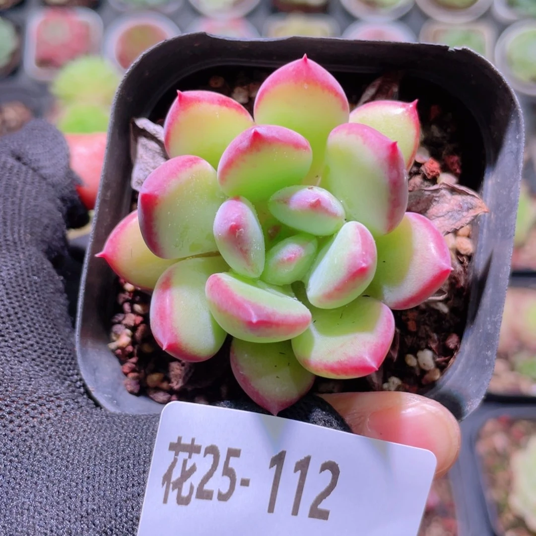 花利美25-112蜜糖