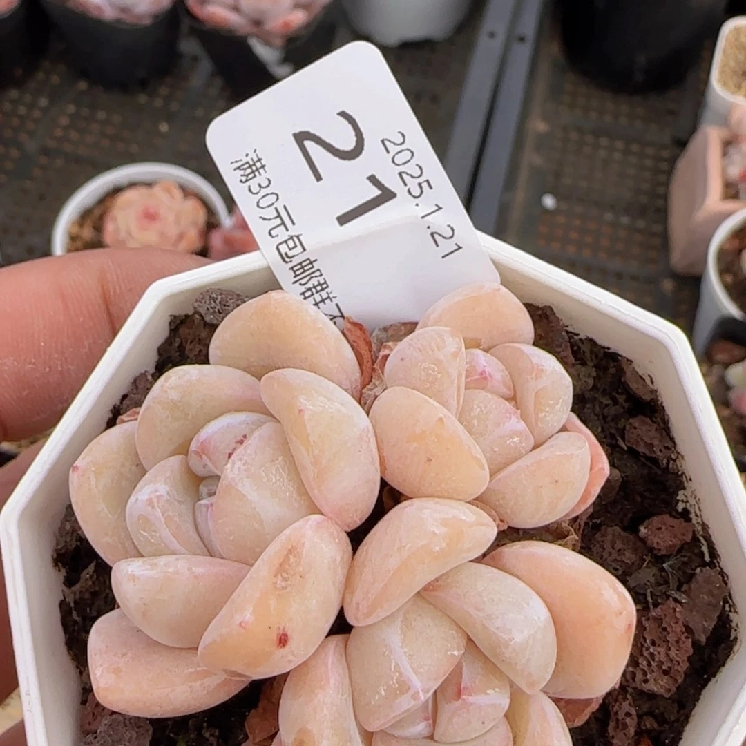 雪媚娘三头一颗脱土