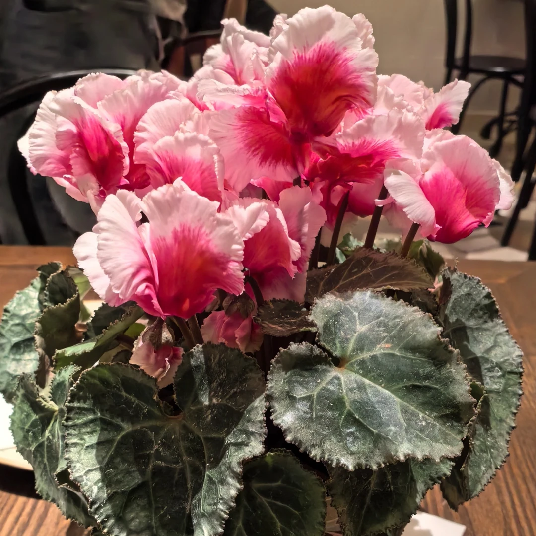 【鲑鱼红系·扇舞】介么好看！仙客来好看好养