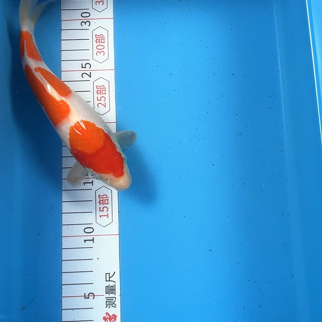 锦鲤鑫泓锦鲤养殖