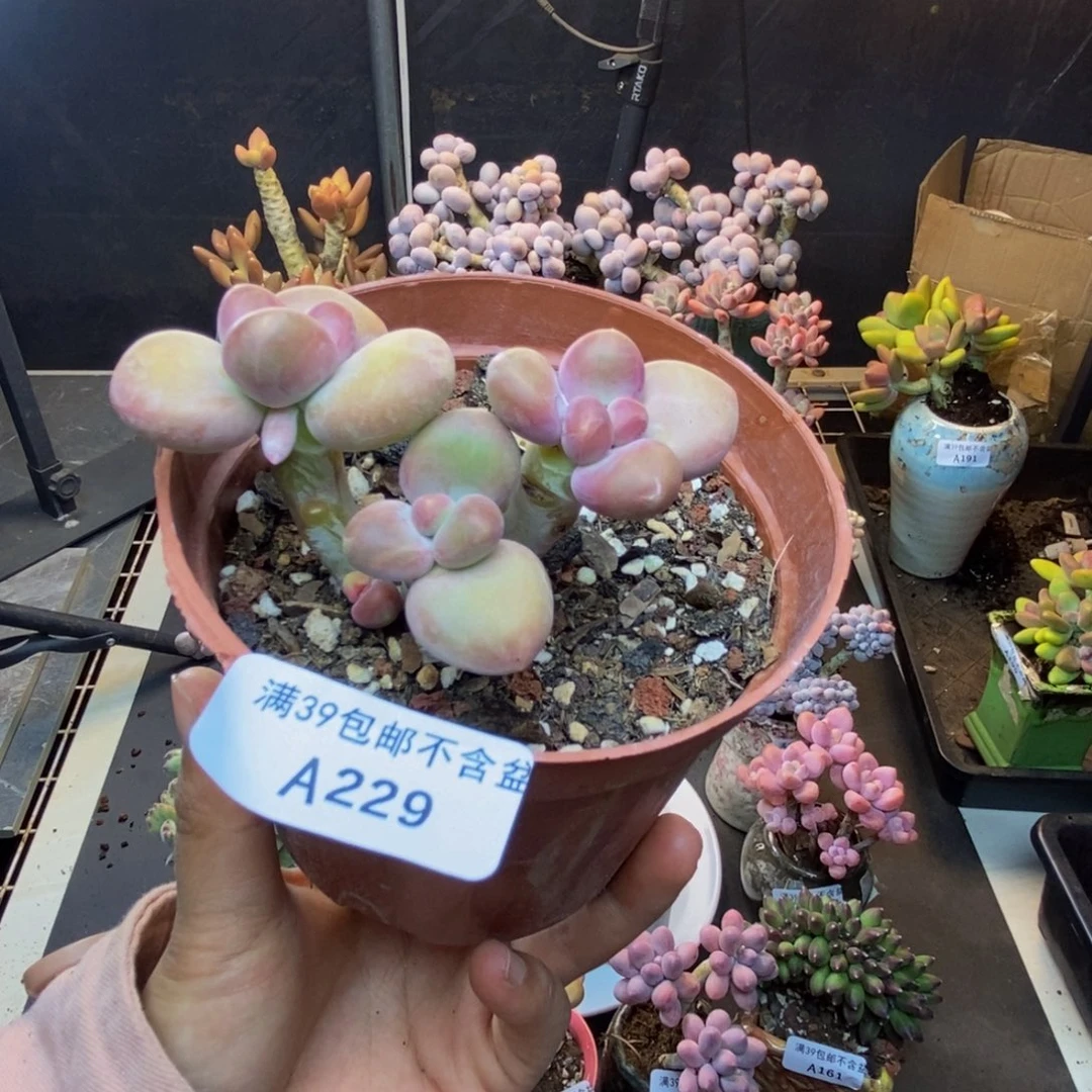 229芒果奶kk奶多肉5cm