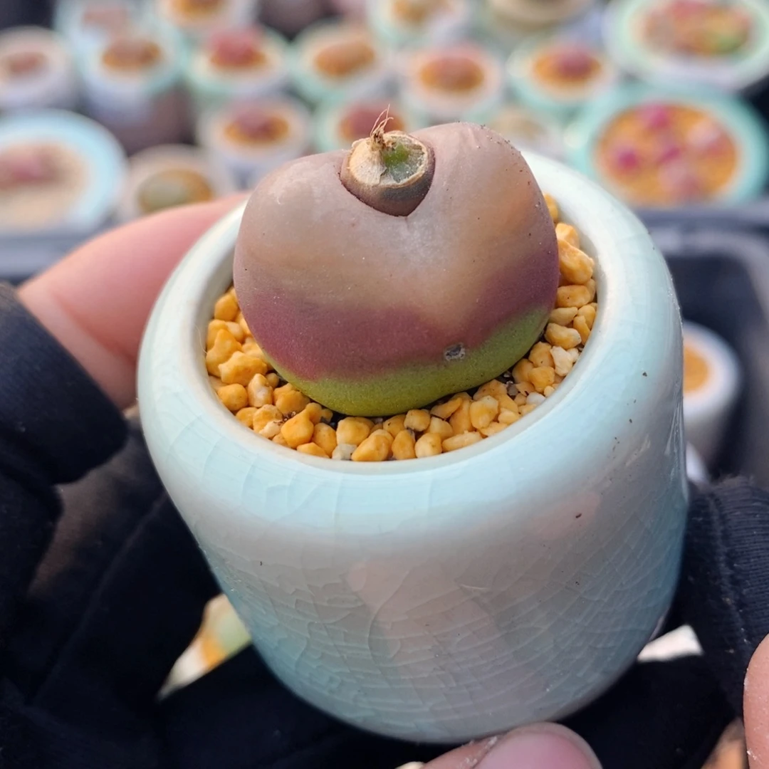 3359--一物一拍 带盆