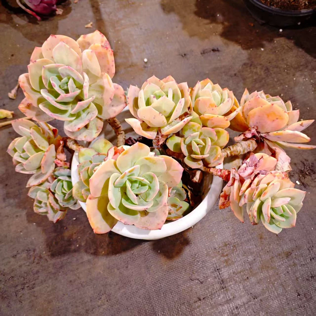 白凤280#云大B1棚 精品多肉 新手必备好看好养一单包邮