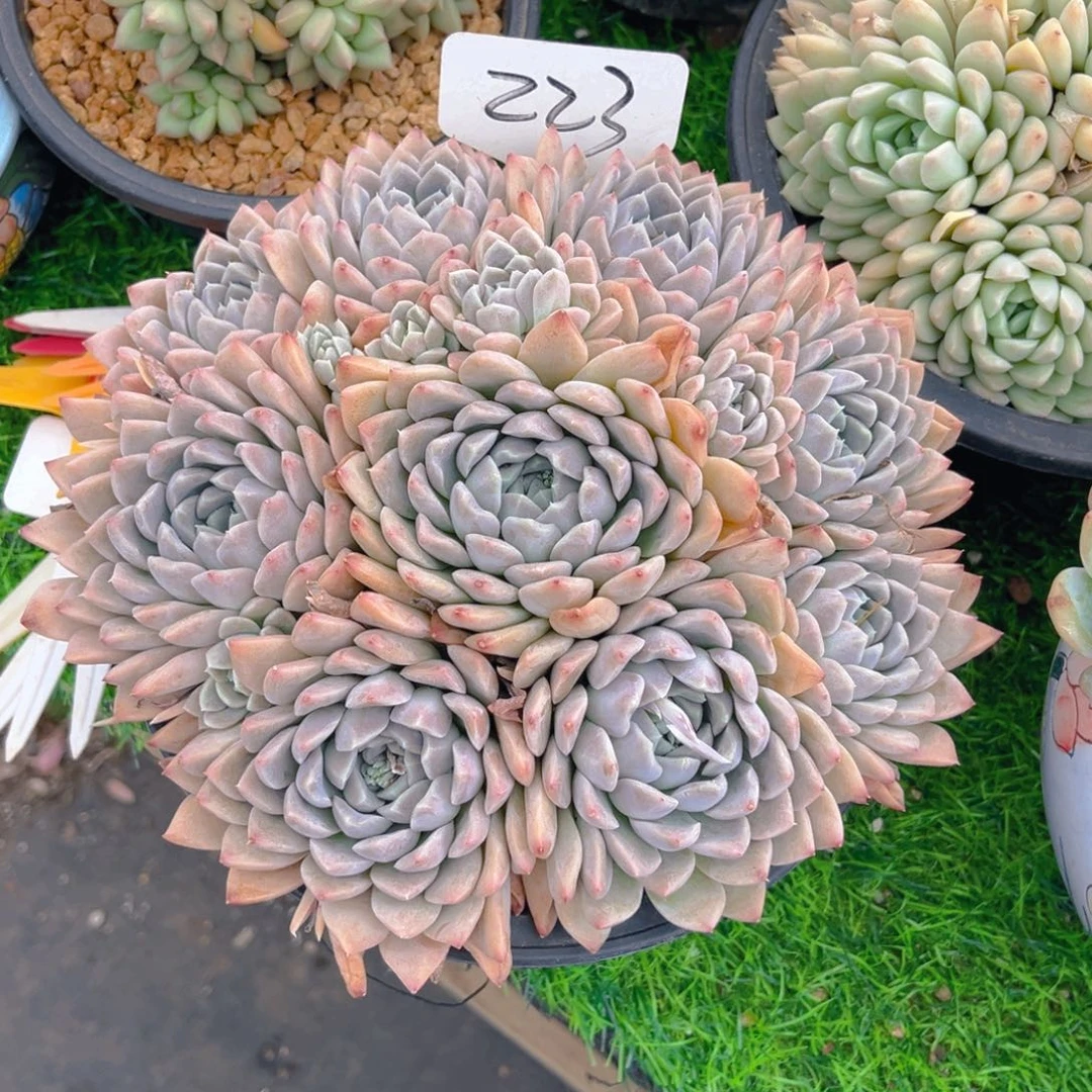 凝*223fghhjjjhhhhbb