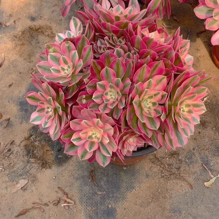 637分女法师多肉断枝不售后