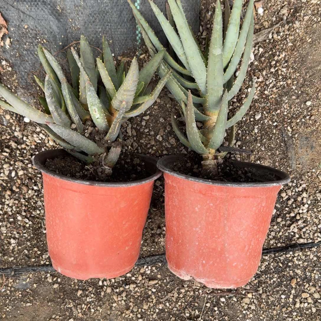 二岐多枝芦荟组合一物一拍