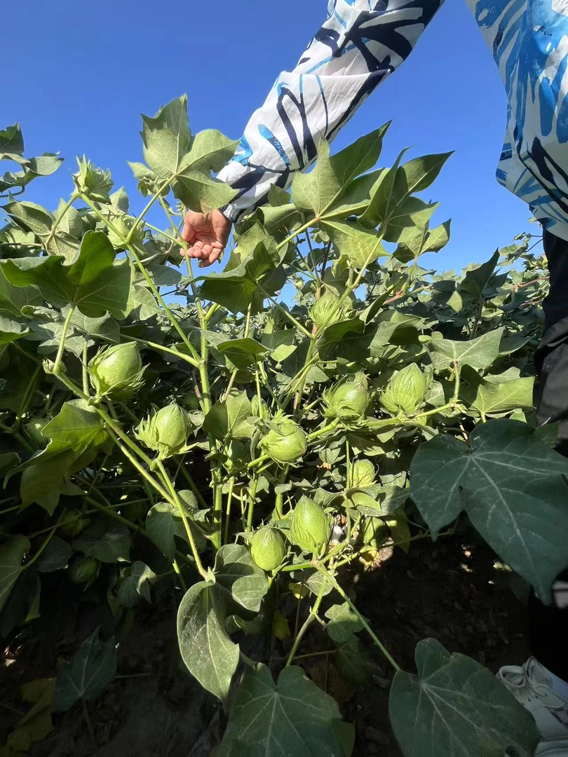 澳棉王霸棉 （澳棉2号）123天全抗草 结铃性强 大桃五瓣花 高衣分