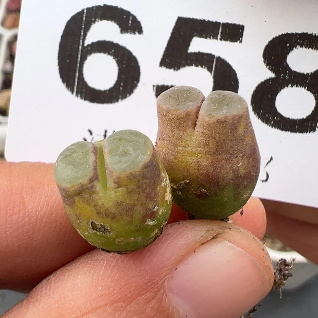 2.15好看的多肉658