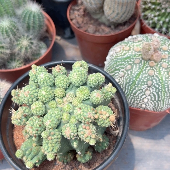 虎***妈恭喜发财恭喜发财