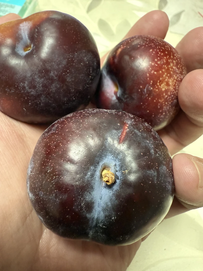 河南当季新鲜黑布林李子黑皮黄肉水果可酸可甜可酸嘢