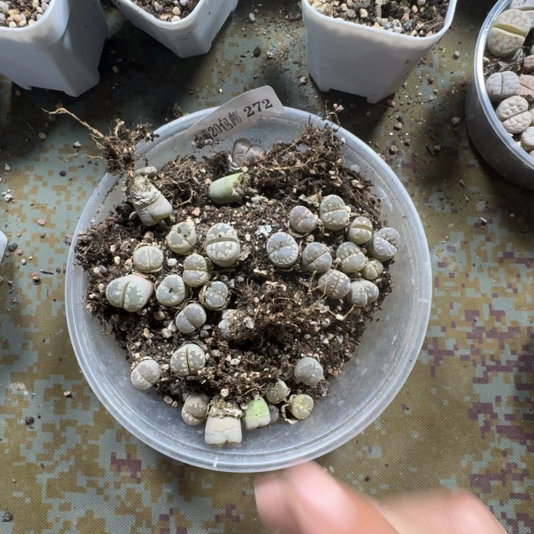 ?*鹿272。大牙一盒。多肉植物