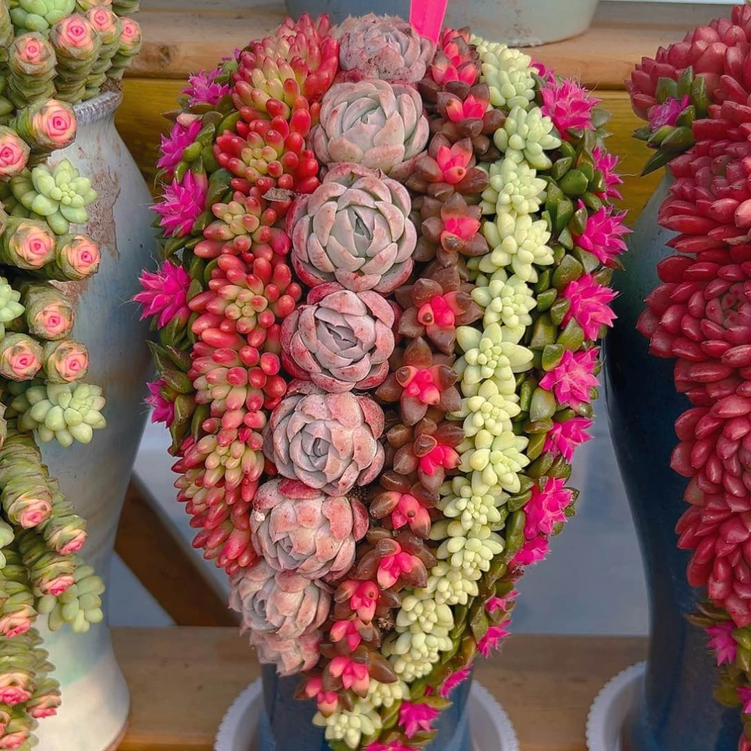 009瀑布瀑布多肉嘴啊