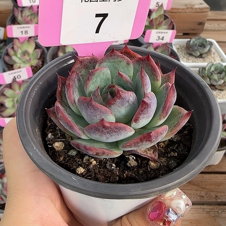 7 惊鸿仙子多肉植物