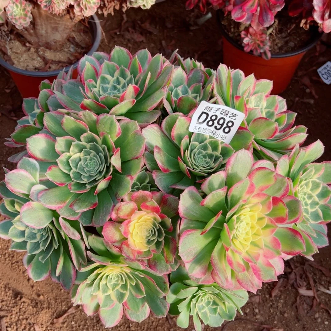 898海鲜雨子多肉植物