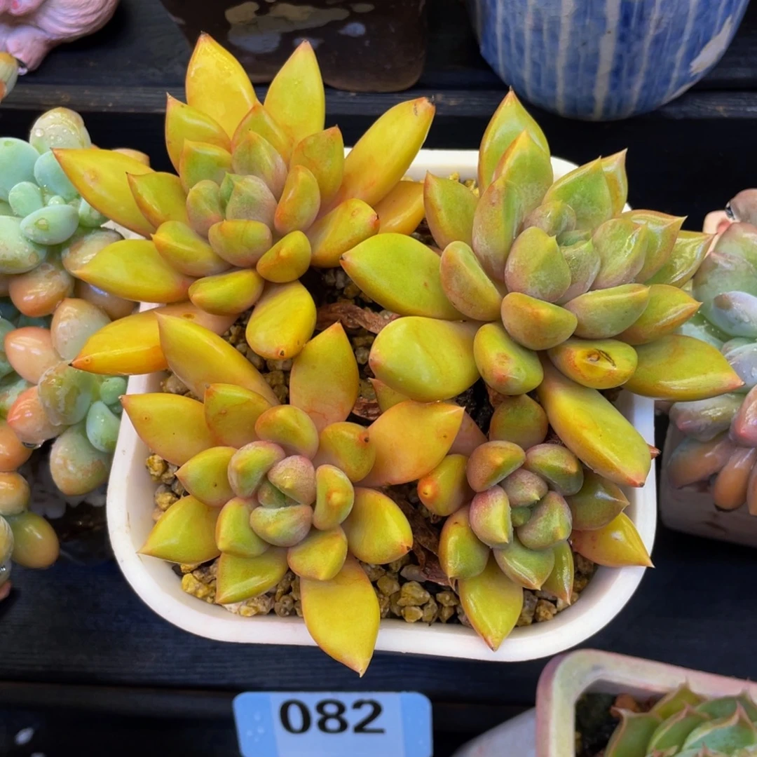 红象牙多肉植物盆栽多肉