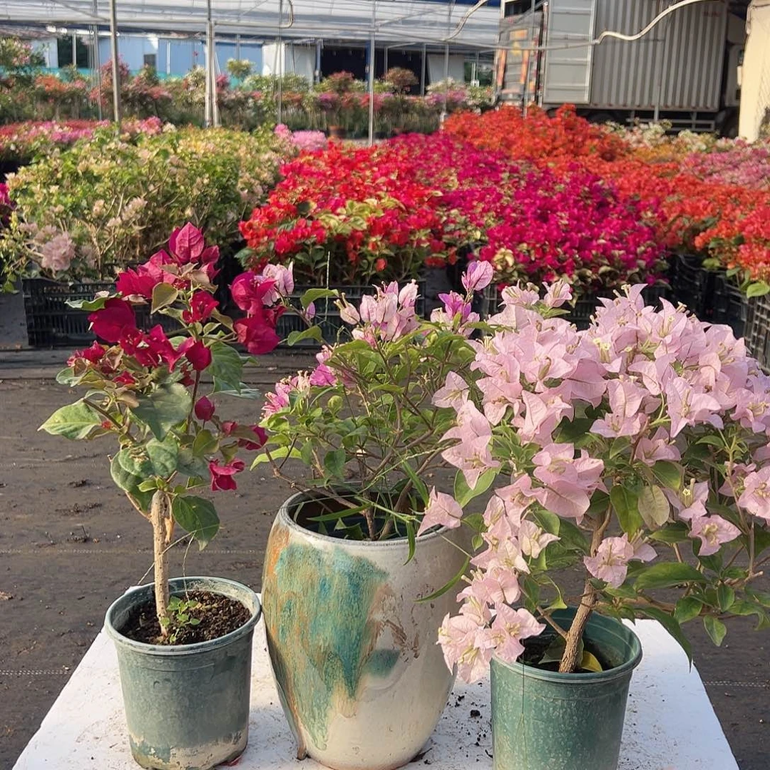 大部分花苞少量开放黑暗行者，雪紫，苹果花组合