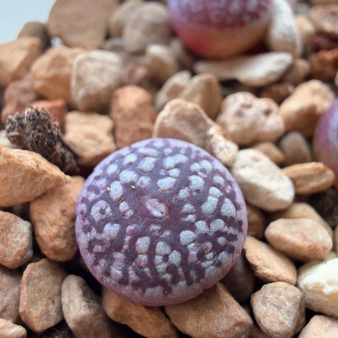 2.11.42/msg3170超墨＊多肉