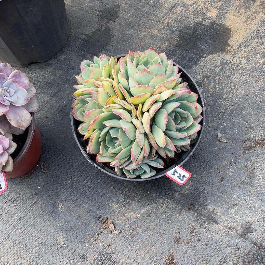 525呈露 一物一拍多肉