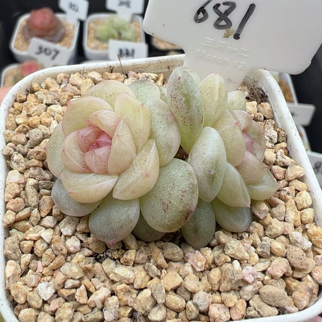 681号风花雪月系列仙音