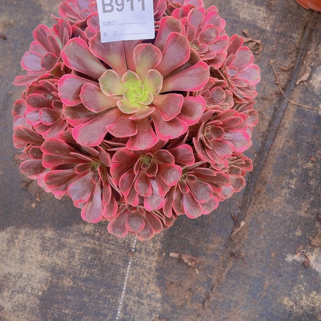 911，爱神多肉植物法师