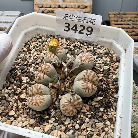 3429，丽虹群生母本带盆