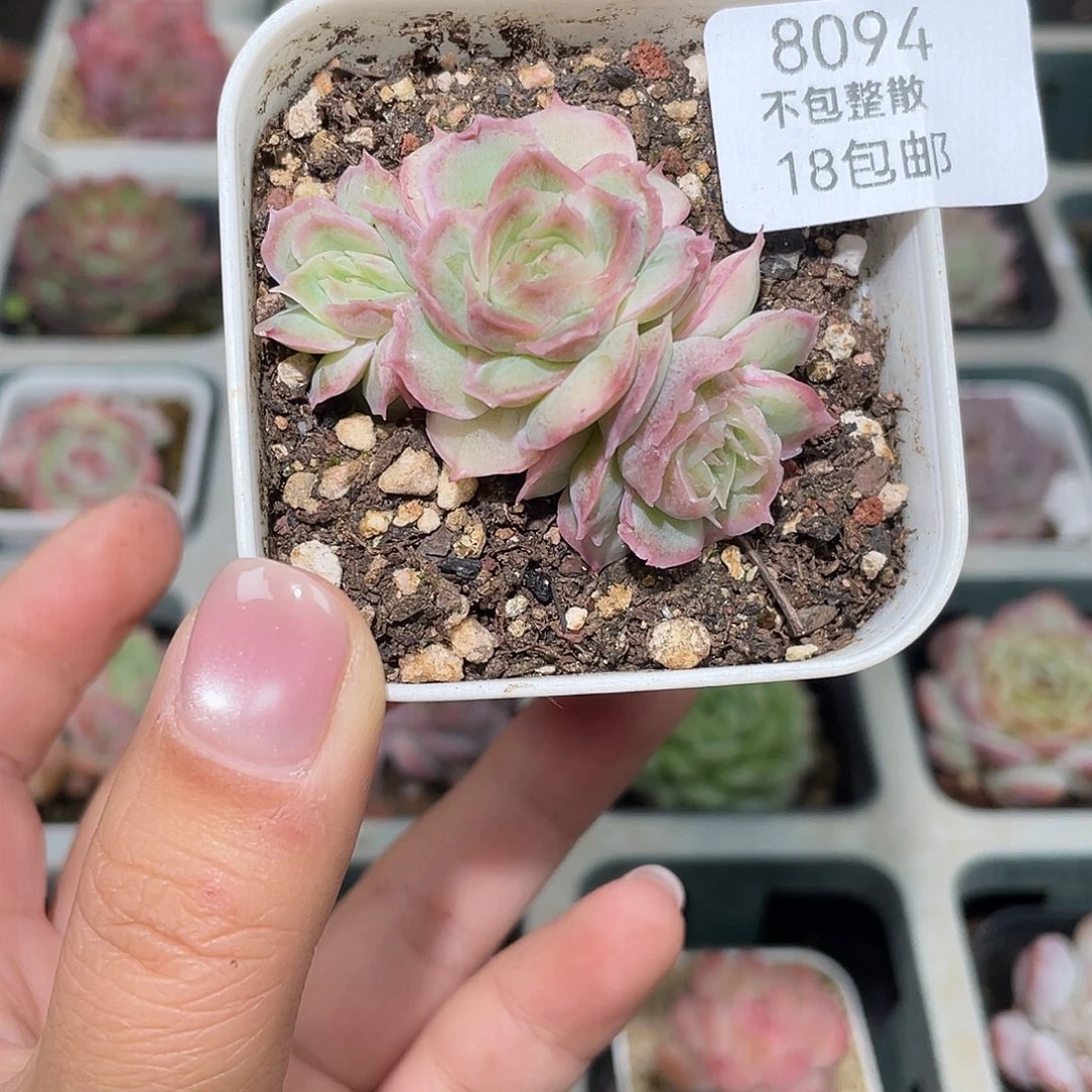 8094。 水晶虾饺。