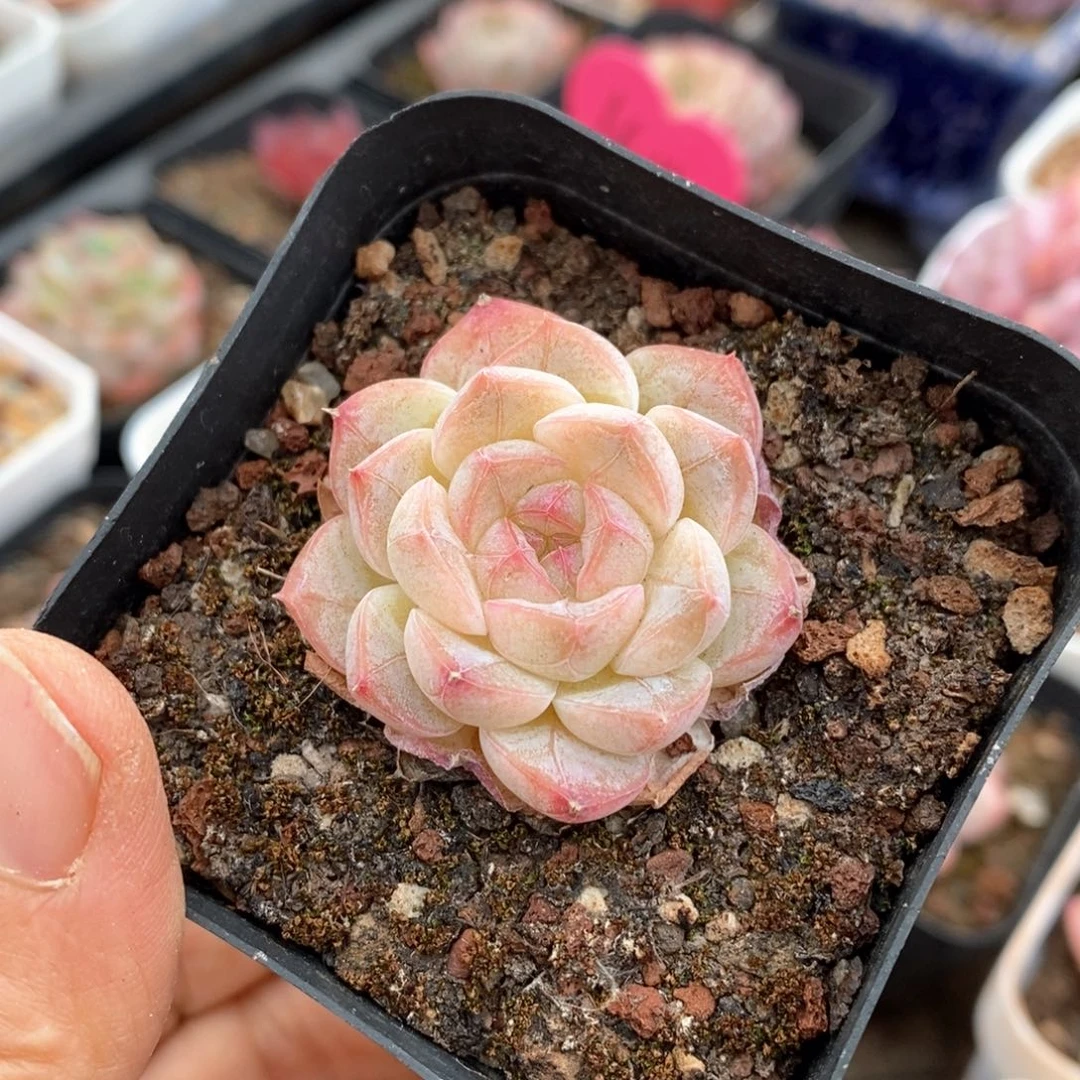 精品多肉一物一拍116