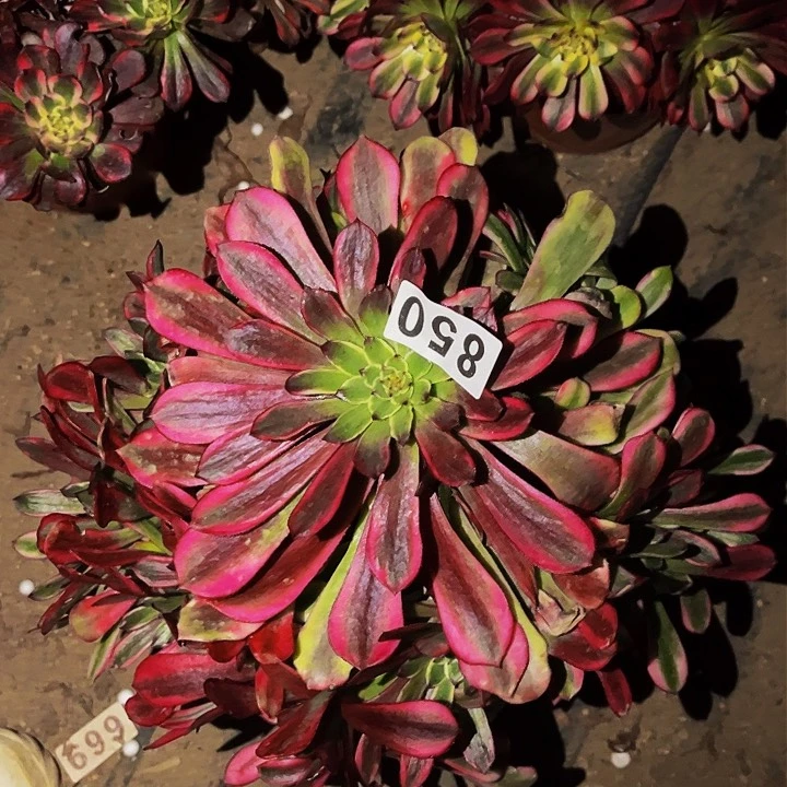 850多肉植物处理不售后