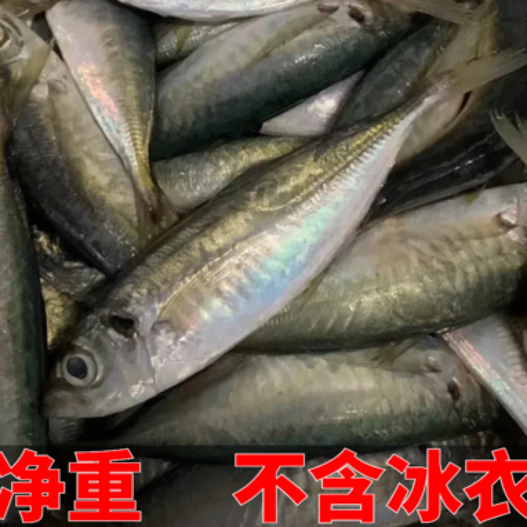 野生竹荚鱼新鲜冷也叫巴浪鱼海鲜水产非深海鱼鲅鱼五斤