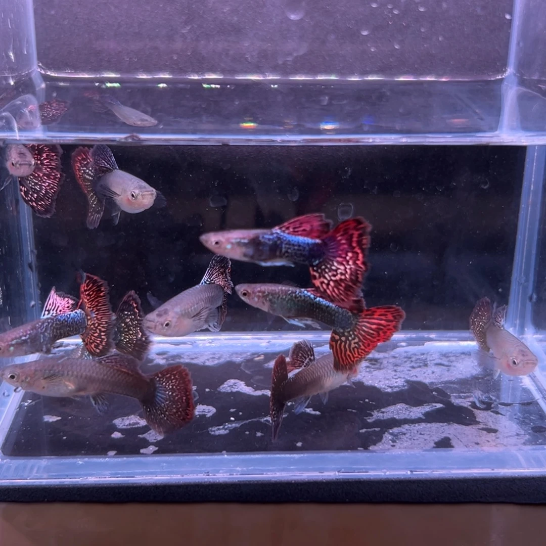 孔雀鱼七彩蕾丝孔雀鱼6条备损4条到手10条