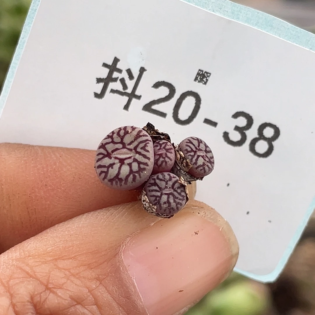 20-38墨多肉植物肉锥